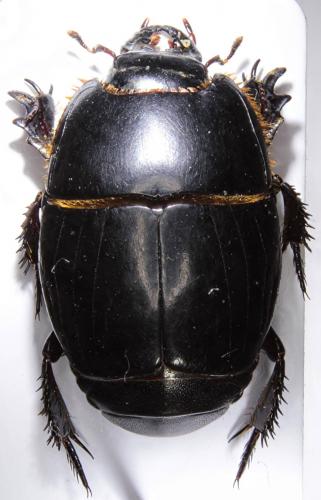 Réf. 245 639 : Pactolinus major
